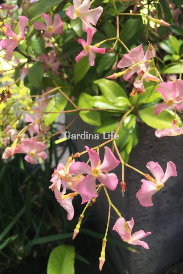 Pembe Çiçekli Arap Yasemini Fidesi  ( Trachelospermum Pink Showers ) - 3
