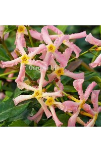 Pembe Çiçekli Arap Yasemini Fidesi  ( Trachelospermum Pink Showers ) - 4