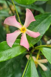 Pembe Çiçekli Arap Yasemini Fidesi  ( Trachelospermum Pink Showers ) - 5