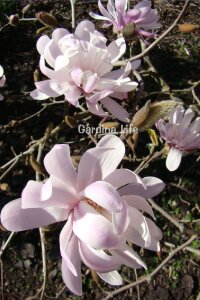 Pembe Çiçekli Manolya Fidanı  ( Yıldız Manolya - Magnolia Stellata Rosea ) - 1