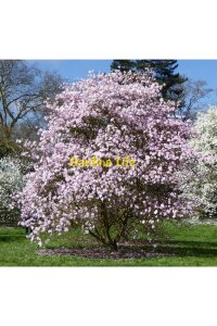 Pembe Çiçekli Manolya Fidanı  ( Yıldız Manolya - Magnolia Stellata Rosea ) - 2