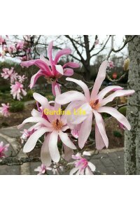 Pembe Çiçekli Manolya Fidanı  ( Yıldız Manolya - Magnolia Stellata Rosea ) - 3