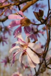 Pembe Çiçekli Manolya Fidanı  ( Yıldız Manolya - Magnolia Stellata Rosea ) - 4
