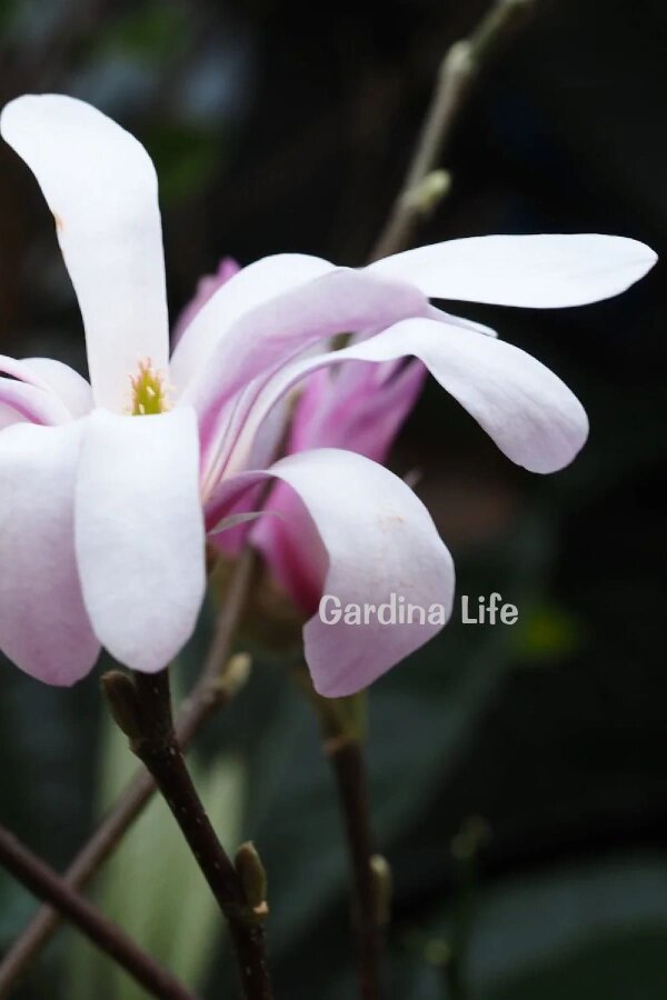 Pembe Çiçekli Manolya Fidanı  ( Yıldız Manolya - Magnolia Stellata Rosea ) - 5