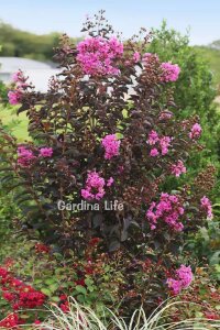 Pembe Çiçekli Oya Ağacı Fidanı (LAGERSTROMİA BLACK TİGER PINK) - 1