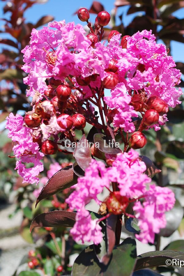 Pembe Çiçekli Oya Ağacı Fidanı (LAGERSTROMİA BLACK TİGER PINK) - 4