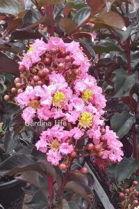 Pembe Çiçekli Oya Ağacı Fidanı (LAGERSTROMİA BLACK TİGER PINK) - 5