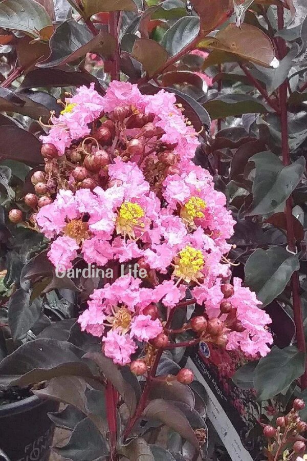Pembe Çiçekli Oya Ağacı Fidanı (LAGERSTROMİA BLACK TİGER PINK) - 5