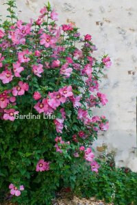 Pembe Hatmi Çiçeği Fidanı 1 Adet ( Hibiscus Syriacus Flogi ) - 1