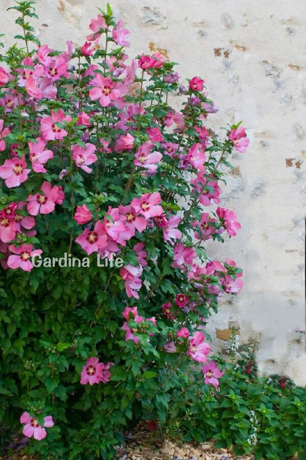 Pembe Hatmi Çiçeği Fidanı 1 Adet ( Hibiscus Syriacus Flogi ) - 1