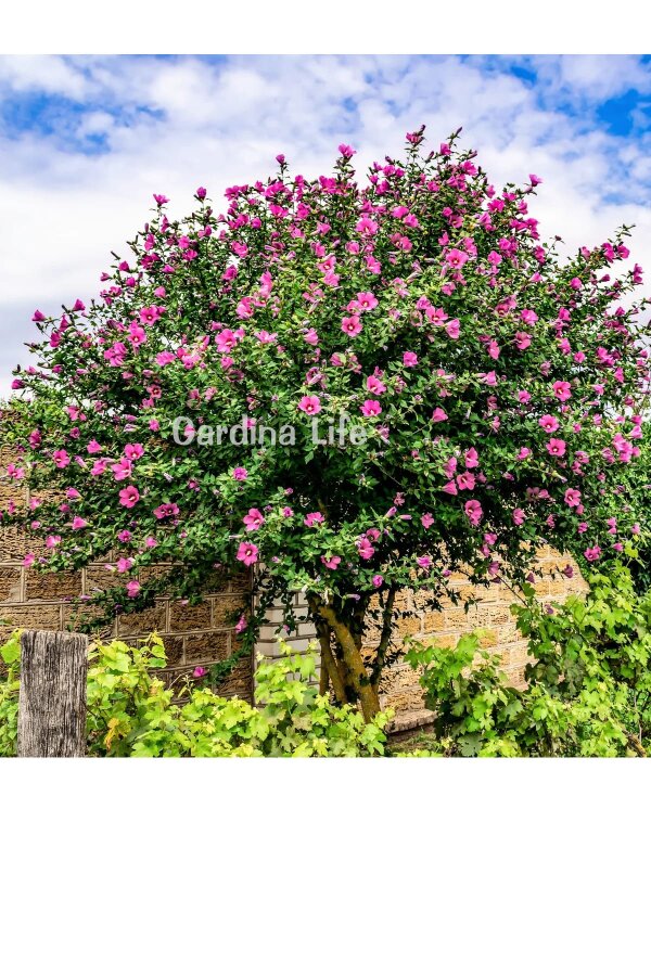 Pembe Hatmi Çiçeği Fidanı 1 Adet ( Hibiscus Syriacus Flogi ) - 3