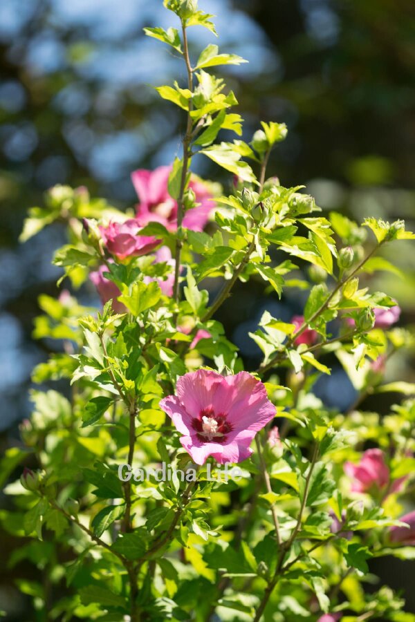 Pembe Hatmi Çiçeği Fidanı 1 Adet ( Hibiscus Syriacus Flogi ) - 4