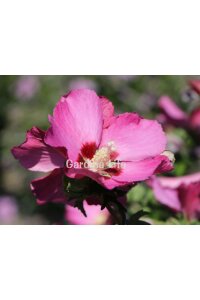 Pembe Hatmi Çiçeği Fidanı 1 Adet ( Hibiscus Syriacus Flogi ) - 5