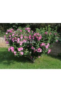 Pembe Hatmi Çiçeği Fidanı 1 Adet ( Hibiscus Syriacus Flogi ) - 6