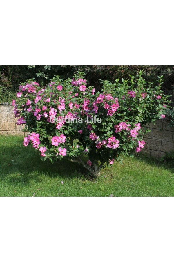 Pembe Hatmi Çiçeği Fidanı 1 Adet ( Hibiscus Syriacus Flogi ) - 6