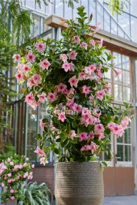 PEMBE Mandevilla  Fidesi Sarmaşık  - 1