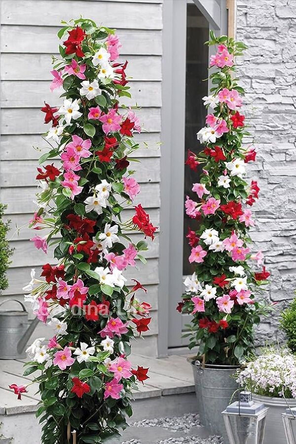 PEMBE Mandevilla  Fidesi Sarmaşık  - 3