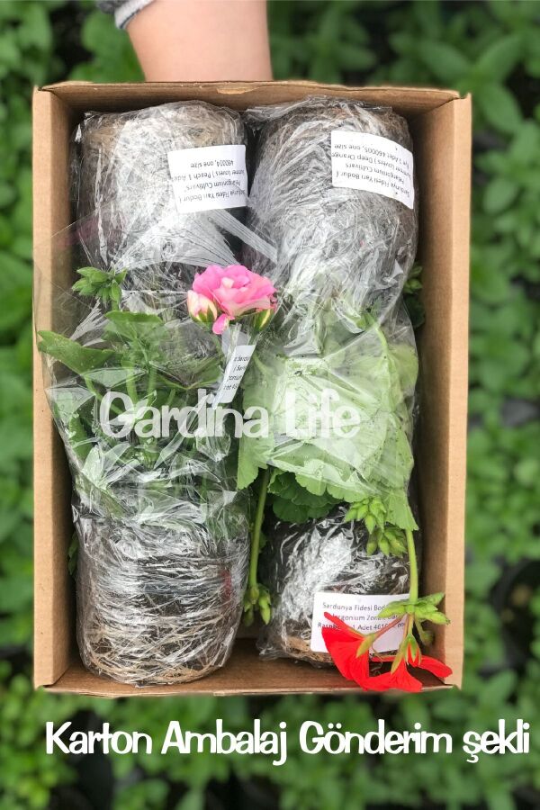 PEMBE Mandevilla  Fidesi Sarmaşık  - 5