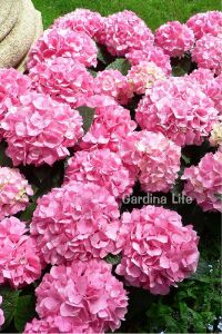 Pembe Ortanca Fidesi  - 3