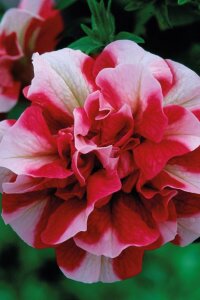 Petunya Fidesi Kokulu  ( Petunia Atkinsiana Tumbelina ) Cherry Ripple  - 1