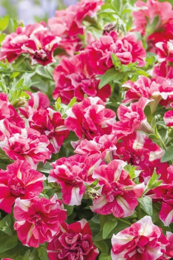 Petunya Fidesi Kokulu  ( Petunia Atkinsiana Tumbelina ) Cherry Ripple  - 3