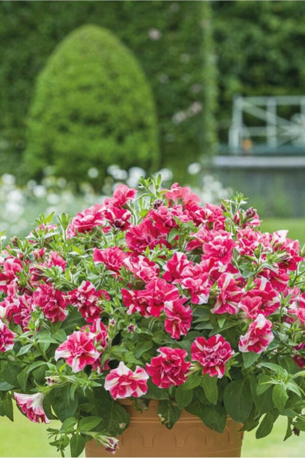 Petunya Fidesi Kokulu  ( Petunia Atkinsiana Tumbelina ) Cherry Ripple  - 4