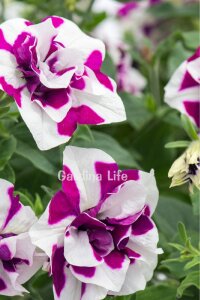 Petunya Fidesi   ( Petunia Atkinsiana Tumbelina ) Damson Ripple  - 1