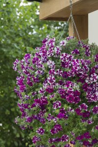 Petunya Fidesi   ( Petunia Atkinsiana Tumbelina ) Damson Ripple  - 3