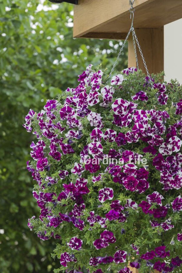 Petunya Fidesi   ( Petunia Atkinsiana Tumbelina ) Damson Ripple  - 3