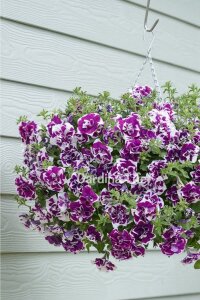 Petunya Fidesi   ( Petunia Atkinsiana Tumbelina ) Damson Ripple  - 4