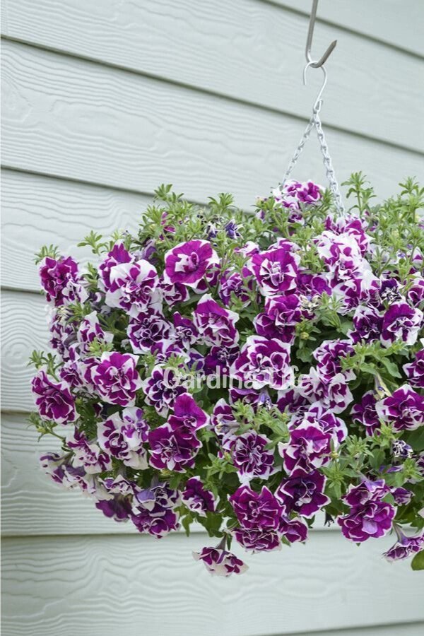 Petunya Fidesi   ( Petunia Atkinsiana Tumbelina ) Damson Ripple  - 4