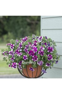 Petunya Fidesi   ( Petunia Atkinsiana Tumbelina ) Damson Ripple  - 5