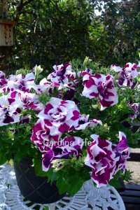 Petunya Fidesi   ( Petunia Atkinsiana Tumbelina ) Damson Ripple  - 6