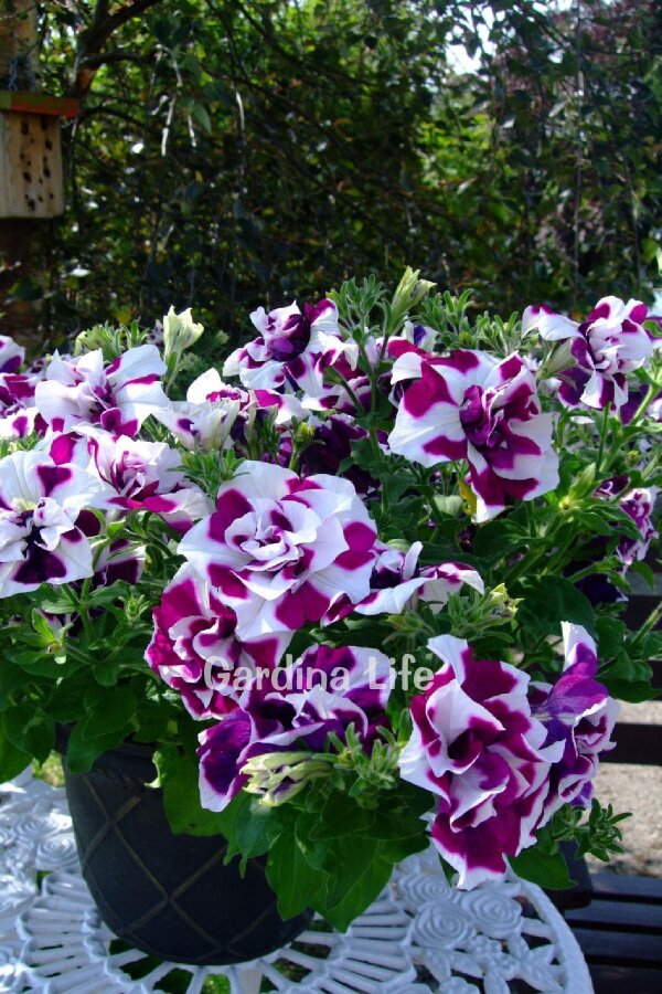 Petunya Fidesi   ( Petunia Atkinsiana Tumbelina ) Damson Ripple  - 6