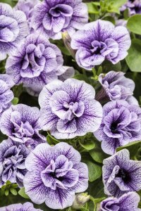 Petunya Fidesi Kokulu Katmerli ( Petunia Atkinsiana Tumbelina ) Priscilla 1 Adet - 1