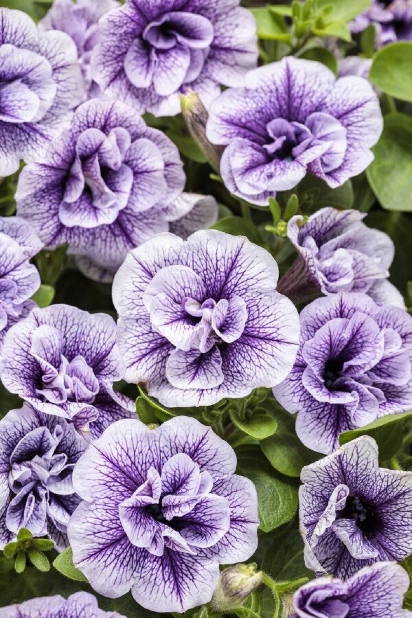 Petunya Fidesi Kokulu Katmerli ( Petunia Atkinsiana Tumbelina ) Priscilla 1 Adet - 1