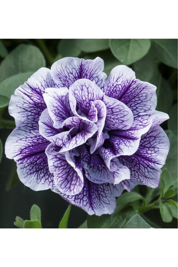 Petunya Fidesi Kokulu Katmerli ( Petunia Atkinsiana Tumbelina ) Priscilla 1 Adet - 3