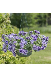 Petunya Fidesi Kokulu Katmerli ( Petunia Atkinsiana Tumbelina ) Priscilla 1 Adet - 4