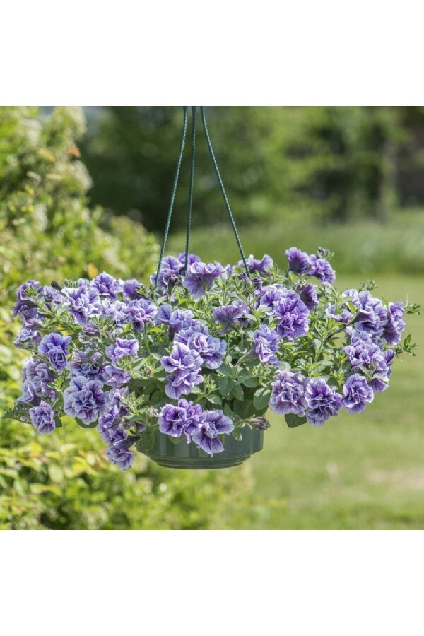 Petunya Fidesi Kokulu Katmerli ( Petunia Atkinsiana Tumbelina ) Priscilla 1 Adet - 4