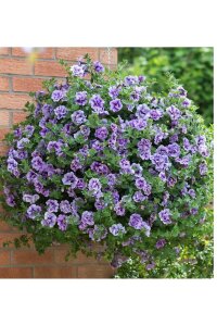 Petunya Fidesi Kokulu Katmerli ( Petunia Atkinsiana Tumbelina ) Priscilla 1 Adet - 6