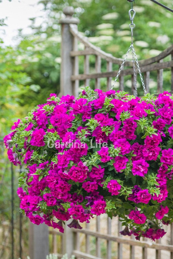 Petunya Fidesi   ( Petunia Atkinsiana Tumbelina ) Savanna  - 1