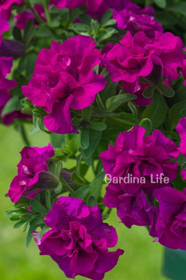 Petunya Fidesi   ( Petunia Atkinsiana Tumbelina ) Savanna  - 5
