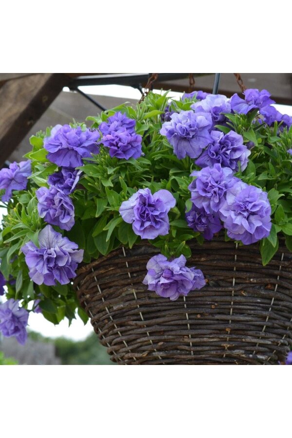 Petunya Fidesi   ( Petunia Atkinsiana Tumbelina ) Sophia  - 1