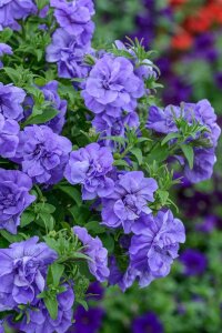 Petunya Fidesi   ( Petunia Atkinsiana Tumbelina ) Sophia  - 3