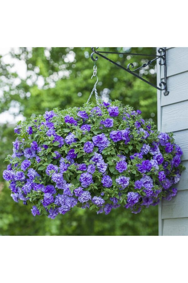 Petunya Fidesi   ( Petunia Atkinsiana Tumbelina ) Sophia  - 4