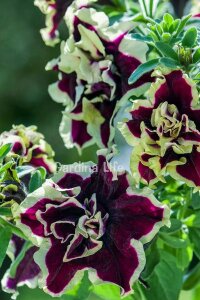 Petunya Fidesi   ( Petunia Atkinsiana Tumbelina ) Superstar - 1