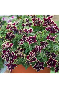Petunya Fidesi   ( Petunia Atkinsiana Tumbelina ) Superstar - 3
