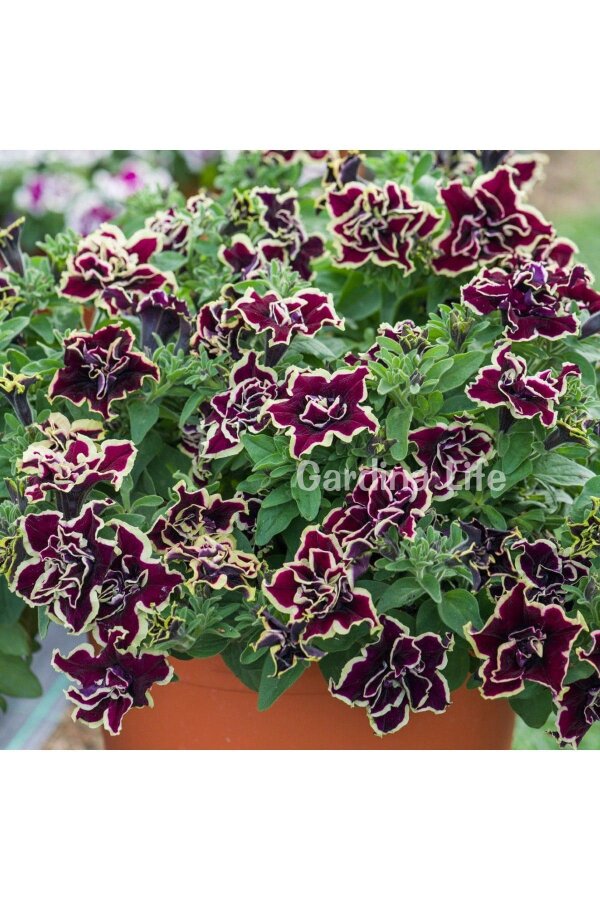 Petunya Fidesi   ( Petunia Atkinsiana Tumbelina ) Superstar - 3
