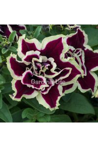 Petunya Fidesi   ( Petunia Atkinsiana Tumbelina ) Superstar - 6