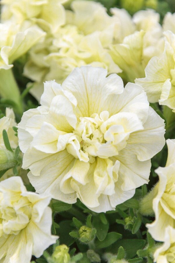 Petunya Fidesi   ( Petunia Atkinsiana Tumbelina ) Susanna  - 1